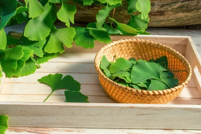 Side Effects, Dosages, Treatment, Interactions with Ginkgo Biloba